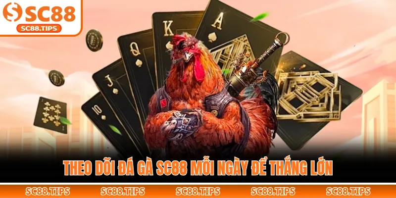 Theo dõi đá gà SC88 mỗi ngày để thắng lớn
